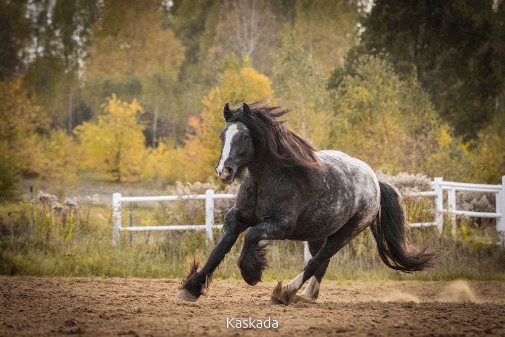 Gypsy Cob źrebaki | Gypsy Vanner | Tinker - Hodowla koni | Koń | Konie