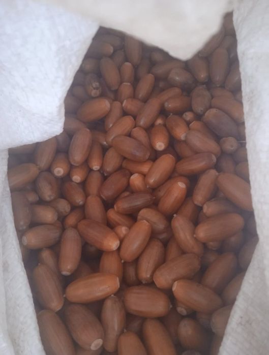 Жолудь, жолуді дуба звичайного (черешчатого) 2025 р.