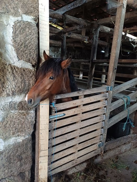 Cavalo 3 e 5 meses