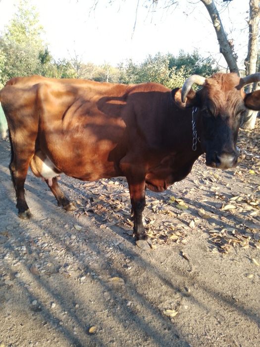 Продається Молочна корова