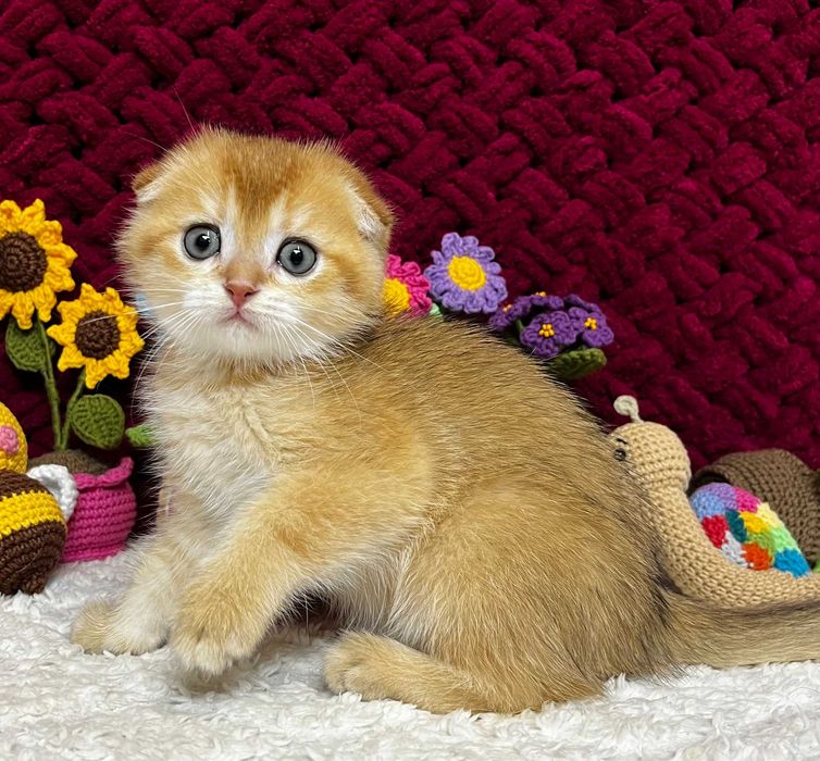 Шотландські висловухі Золоті шиншили хлопчик Барон та дівчинка Баффі