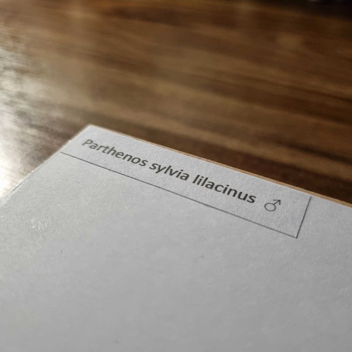 SPREPAROWANY MOTYL W RAMCE - Parthenos sylvia lilacinus, samiec