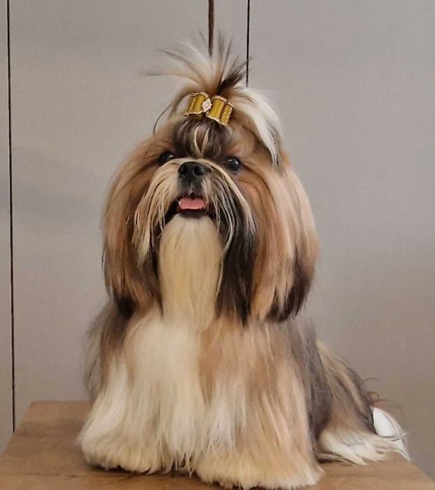 Shih tzu rodowód ZKwP