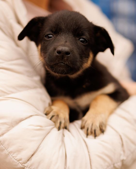 Цуценяточко- хлопчик, 2 міс