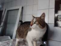 Dingo szuka rodziny