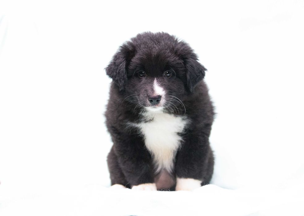 Owczarek australijski merle suczka ZKwP FCI