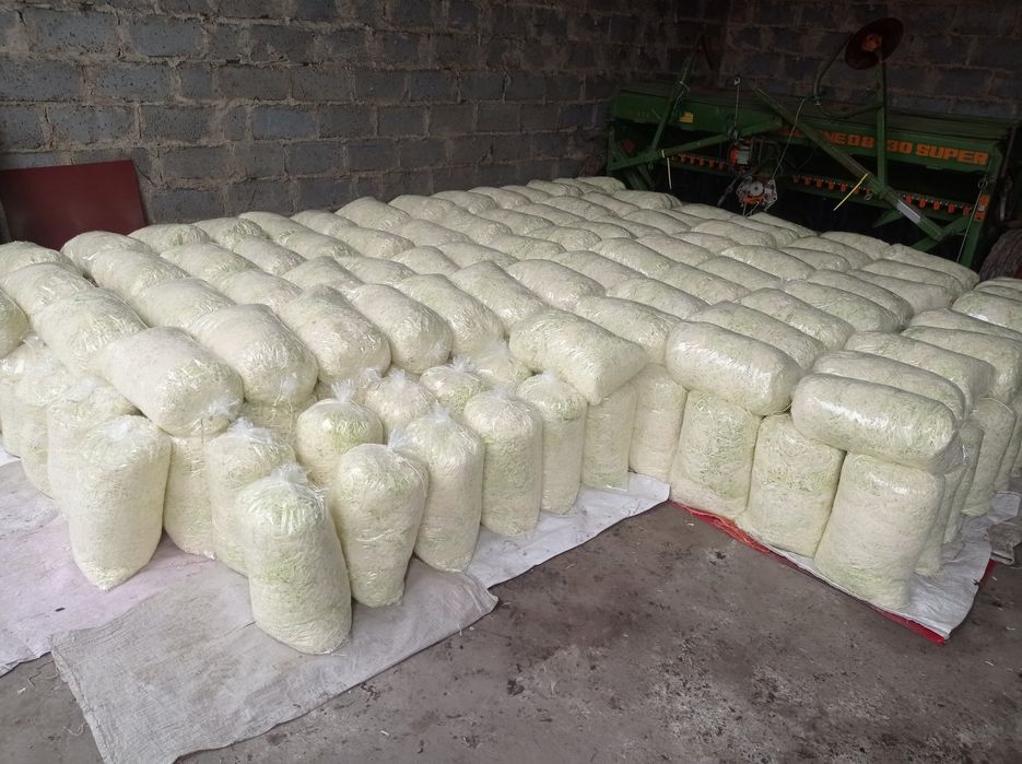 Kapusta szatkowana ,siekana Agresor,Kamienna głowa.