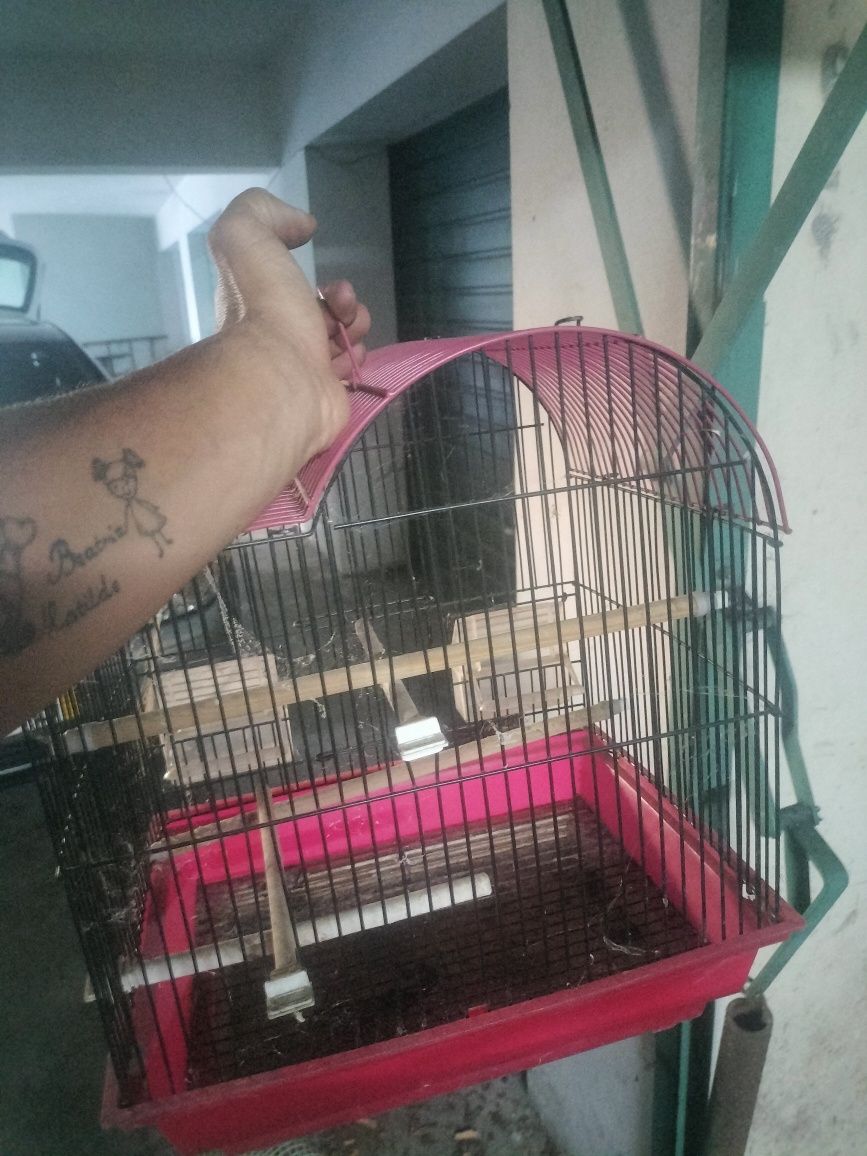 Gaiolas pássaros