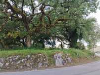 Terreno com carvalhos centenários