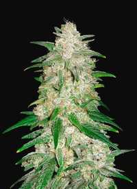 100szt‼️Auto Green Gelato THC Nasiona marihuany feminizowane growbox