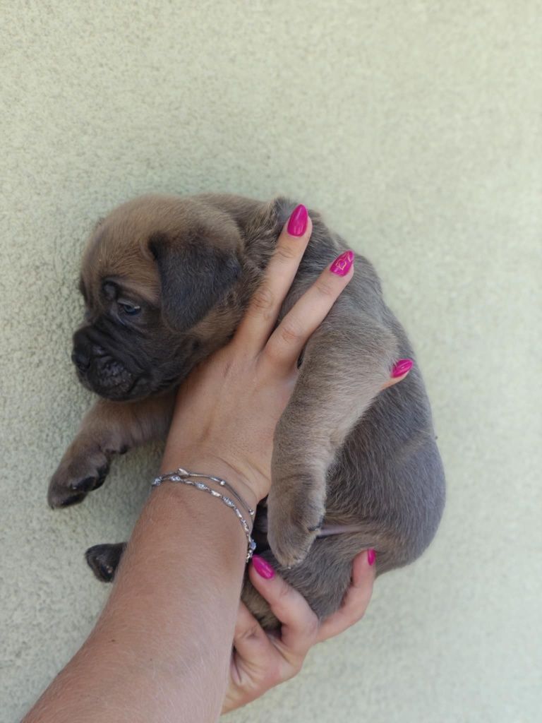 Piękny piesek cane corso formentino do rezerwacji