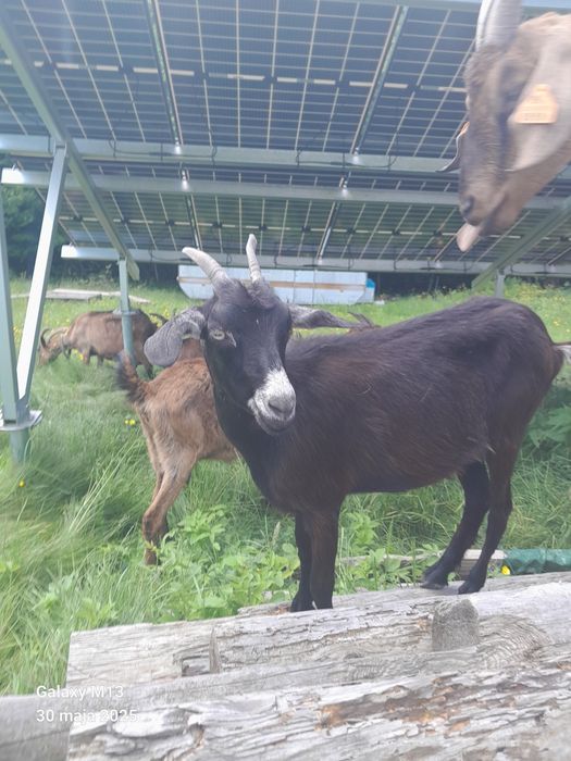 Sprzedam kozy, kózki