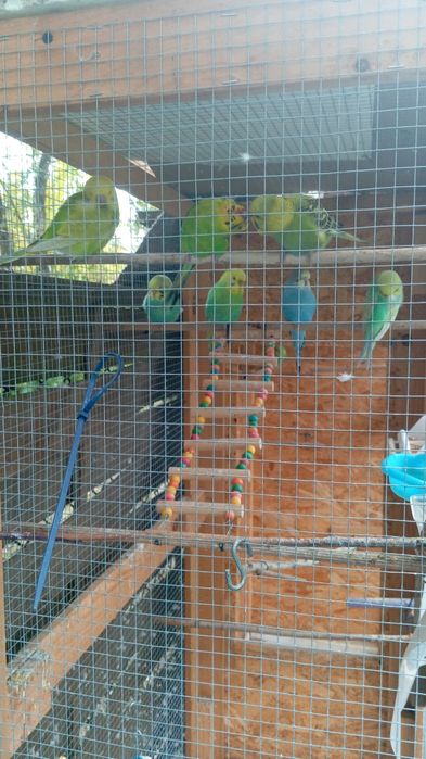 Papugi faliste mlode