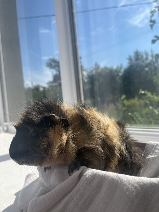 Морська свинка розеточка