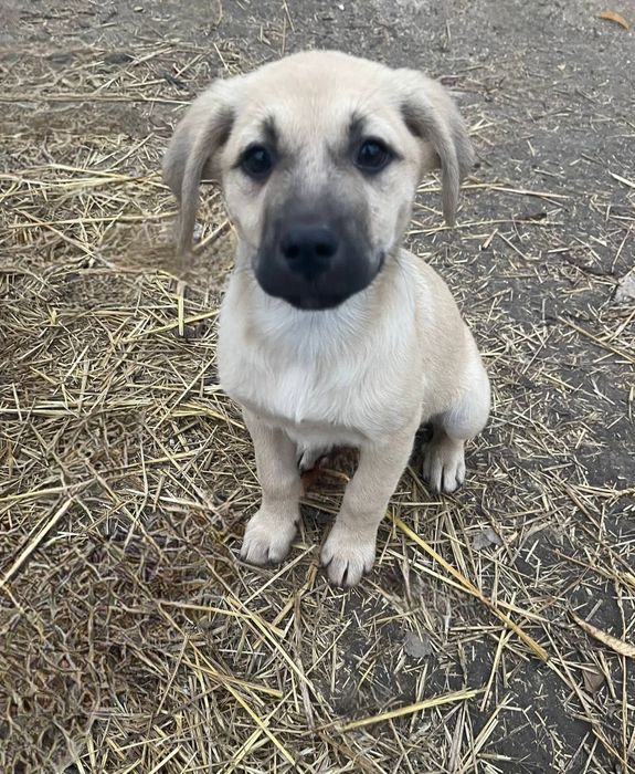 Отдам даром в добрые руки щенков метисы овчарки