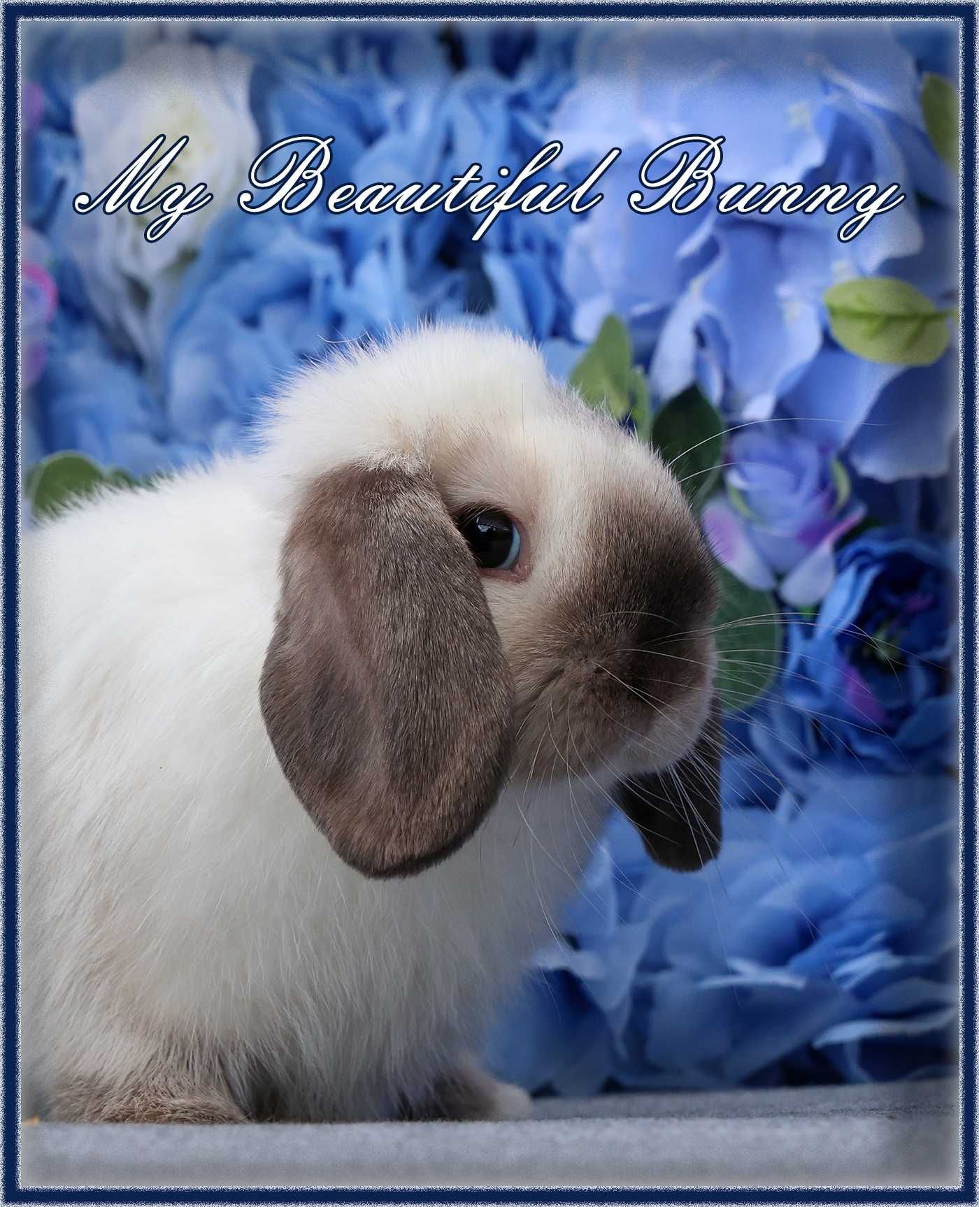 Młody Króliczek 100% Mini Lop - Seal Point