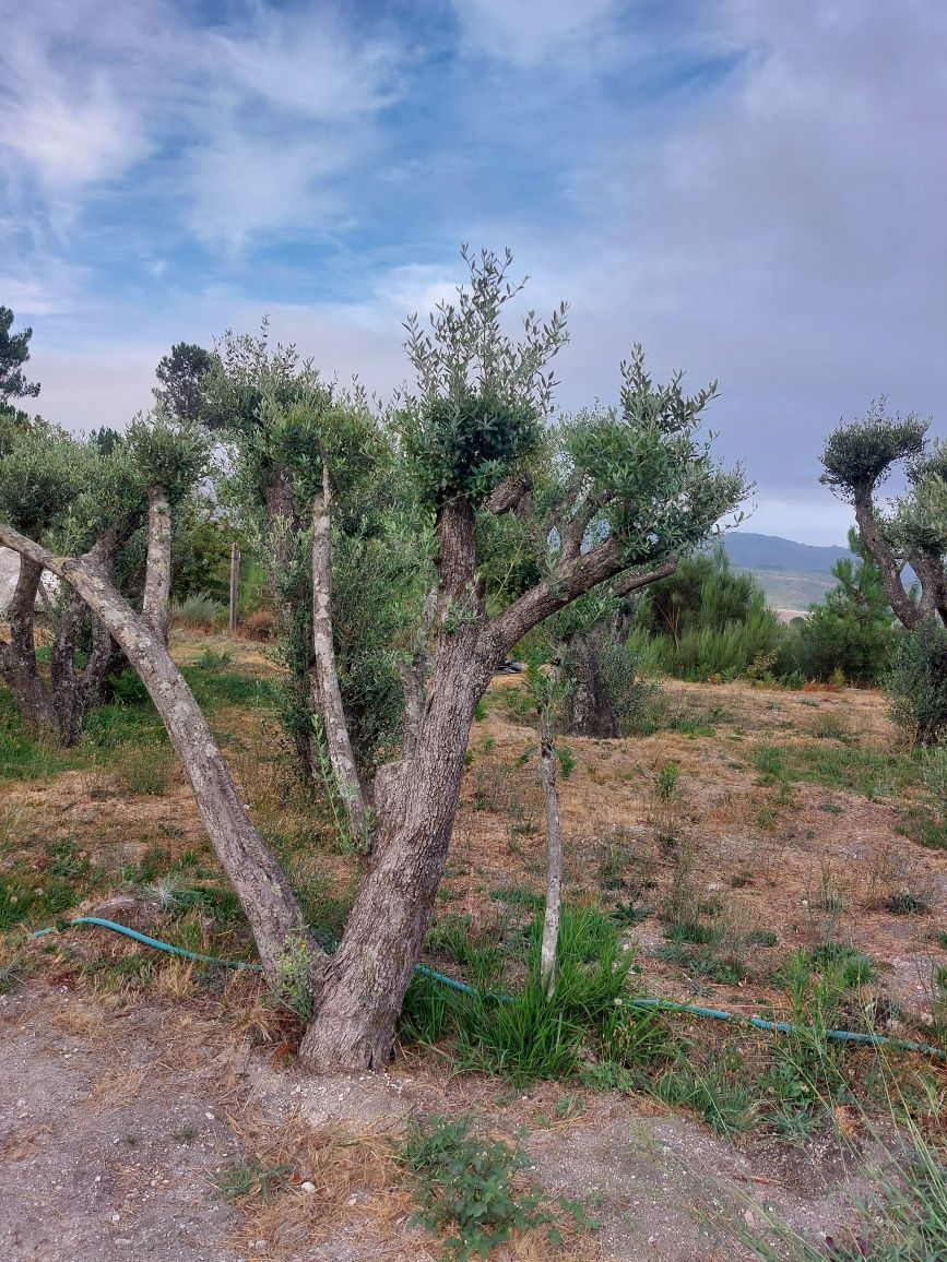 Oliveiras centenárias