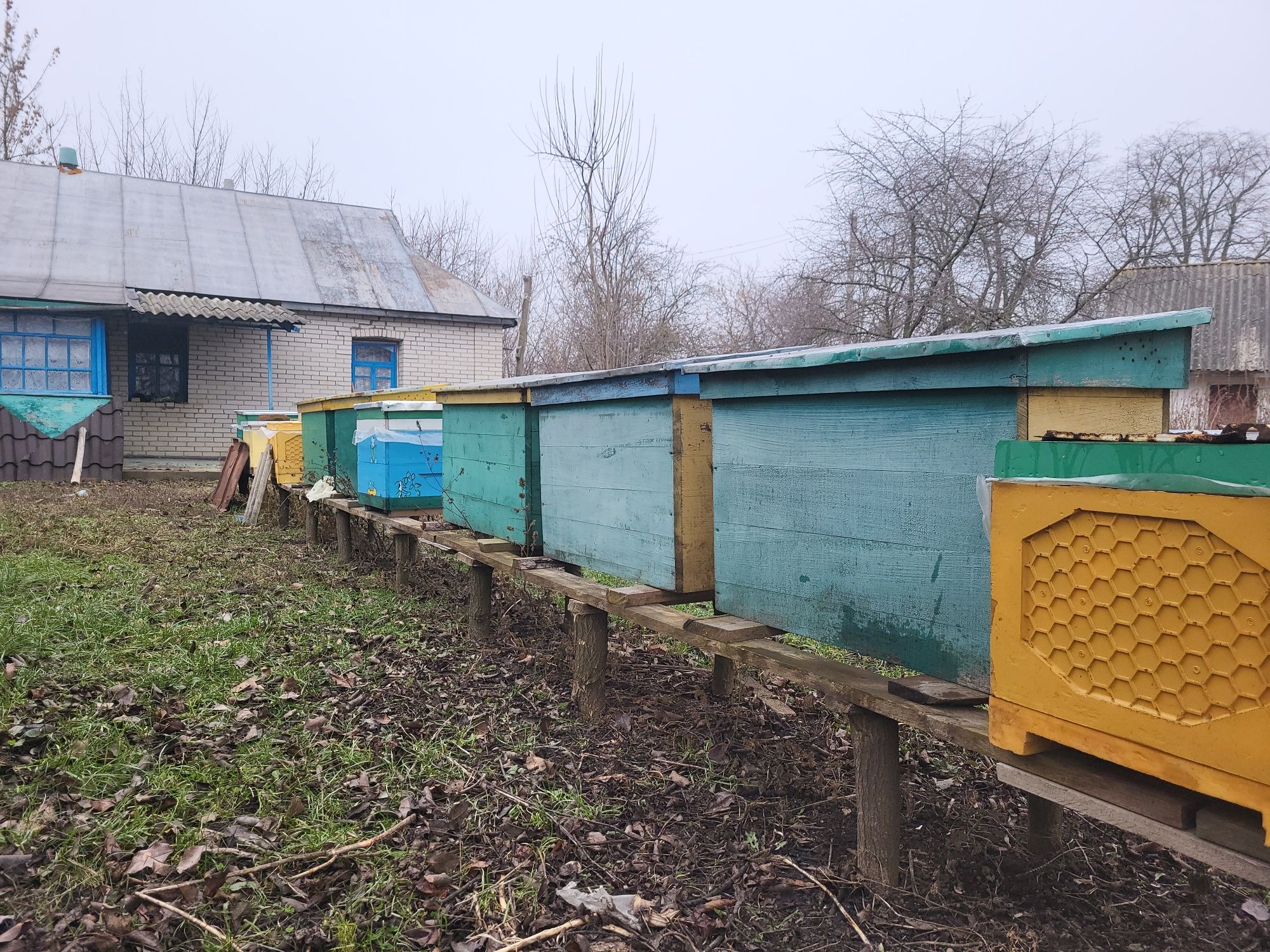 Продам пасіку, вулики.