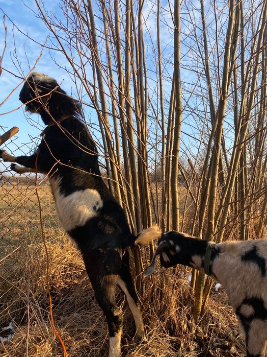 Козел породистий Парування.  Англонубійський 100%  В’язка козлом. Кози