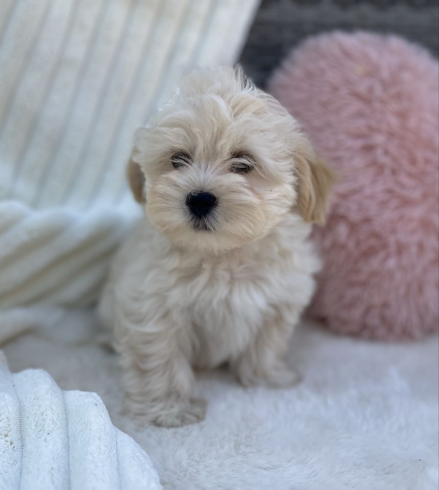 Hawańczyk -Havanese