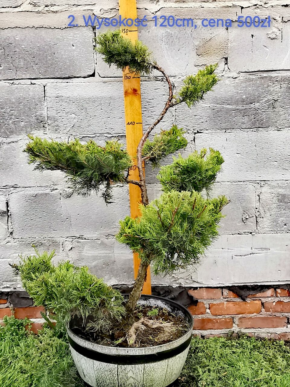 Bonsai ogrodowy, jałowce formowane.