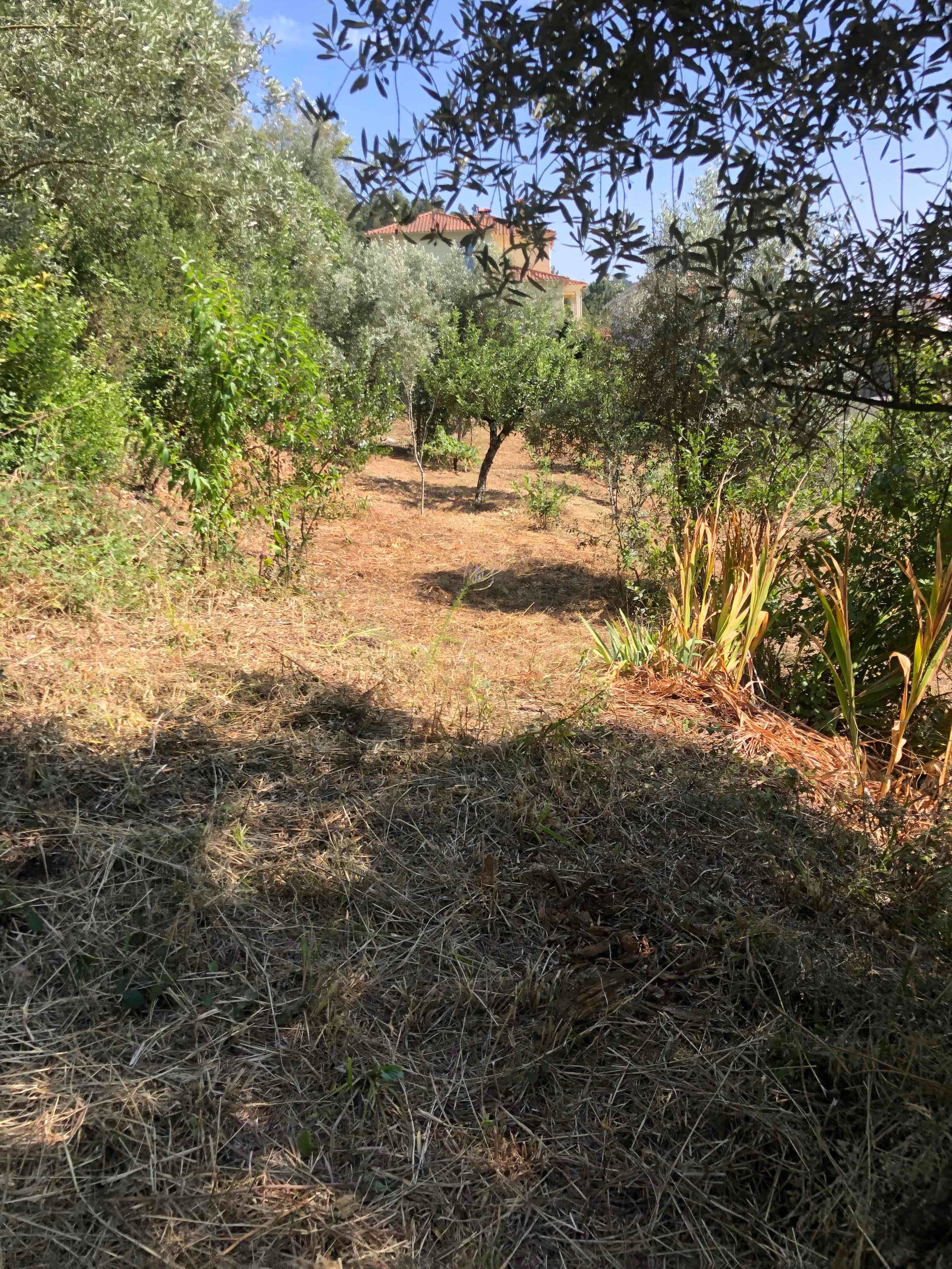 Terreno para construção em Coimbra