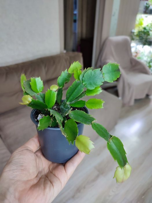 Спатіфілум Даймонд, зелений, драцена, різдвяник білий