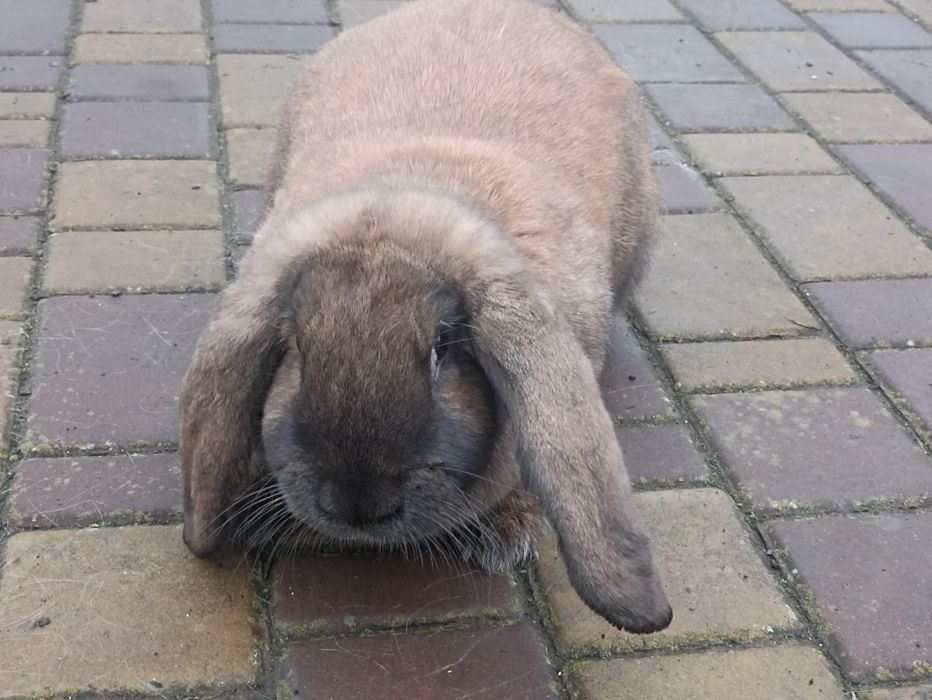 Кролі, кролики..