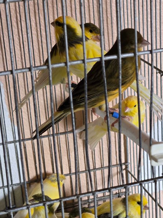 Canarios machos e femeas