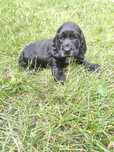 Cocker spaniel angielski - czarna suczka