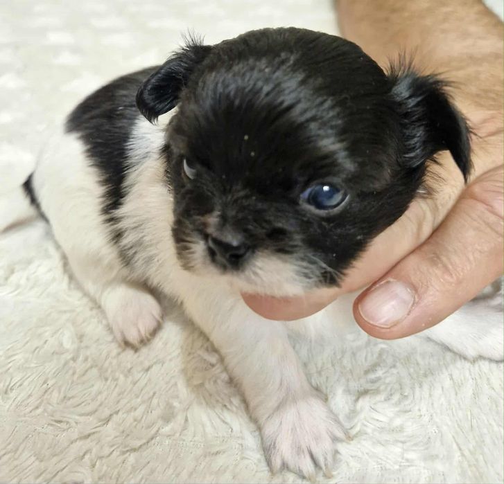 Chihuahua  mini dziewczynka długowłosa Wifika