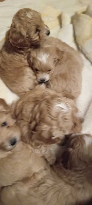 Maltipoo po maltance i pudlu toy  prześliczne  mini z hodowli okazja