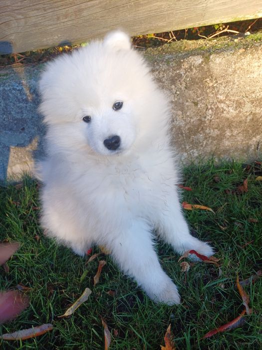 Samoyed/ Samojed FCI JUŻ DO ODBIORU