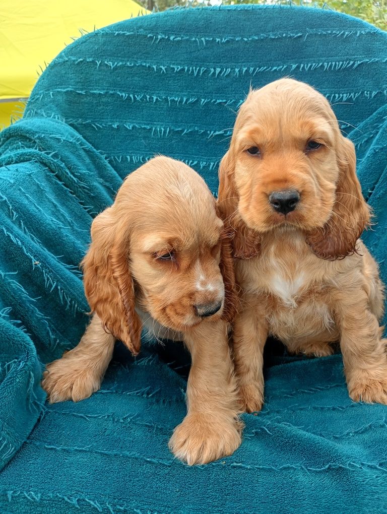 Cocker spaniel angielski