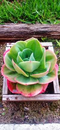 Echeveria gigantea. Mandala