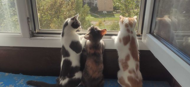 Коти шукають дім