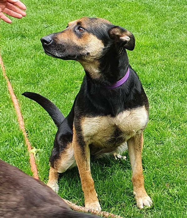 Sara - wilczkowata suczka