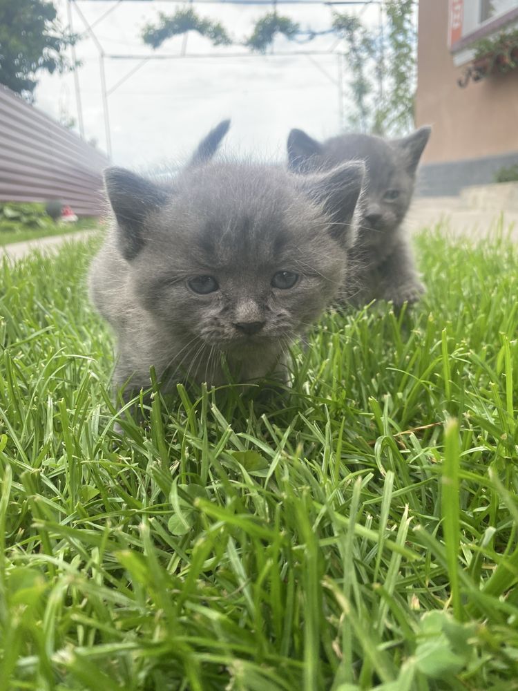 Відам породистих котів сірі британці