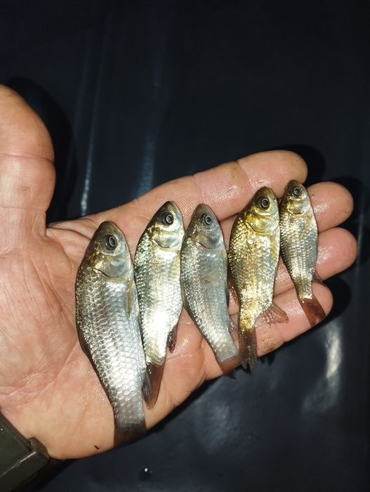 Живець карася Зарибок