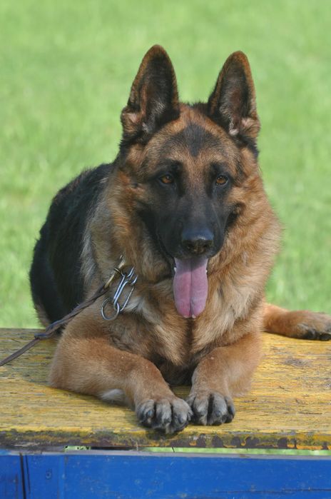 Owczarek  Niemiecki  InterChampion Reproduktor Krycie FCI/ZKWP