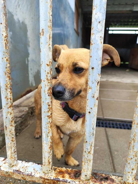 Amber 4 letnia suczka, ważąca 5 kg