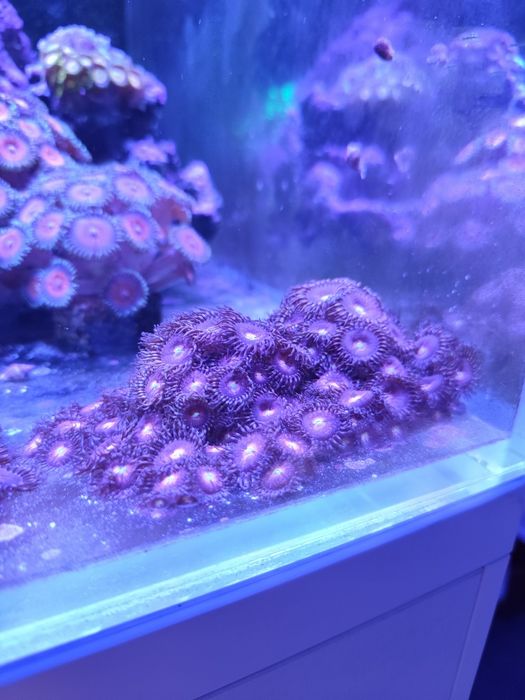 Zoanthus Purple Bee koralowiec miekki