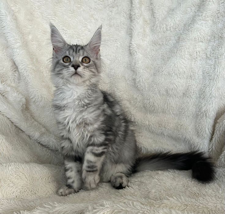 Alice , kotka Maine Coon linia Shaded