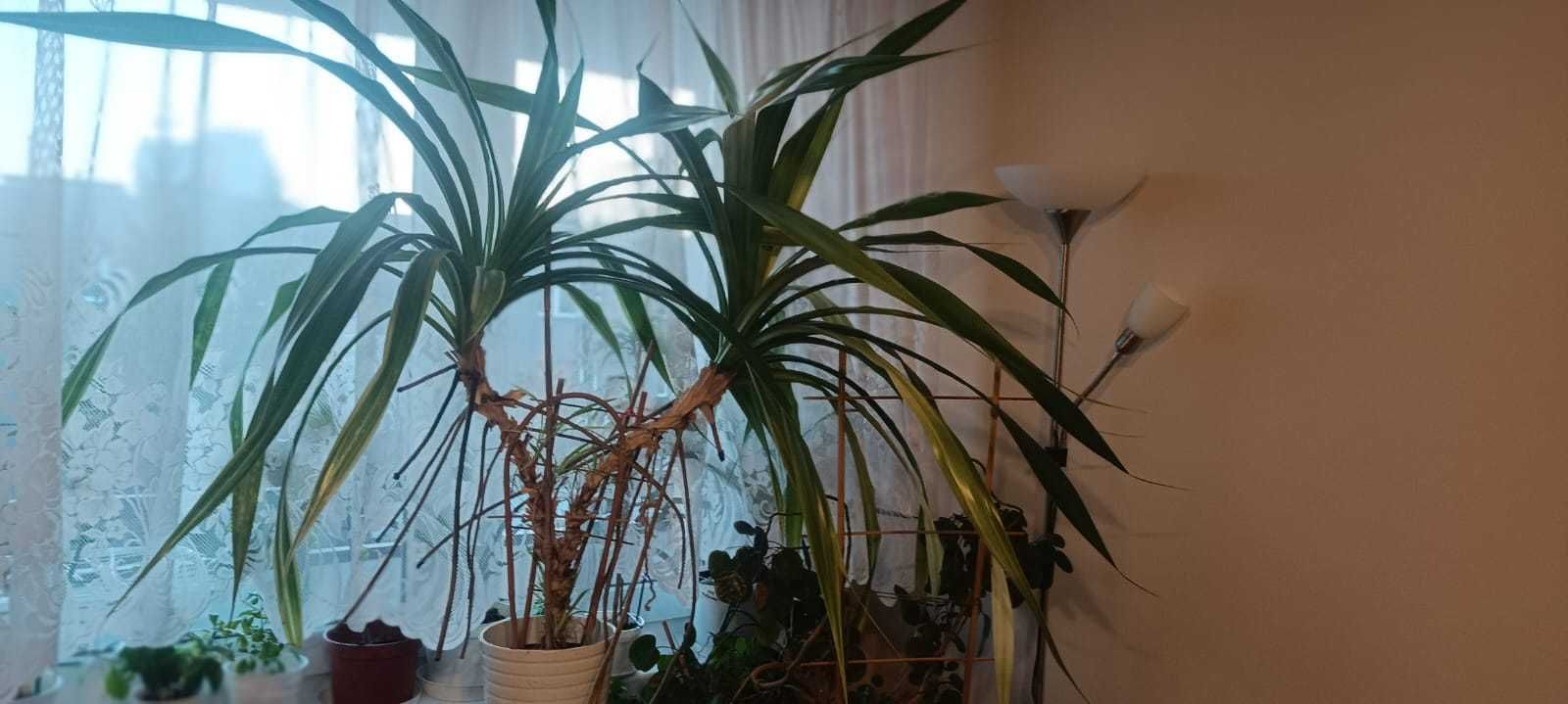 Kwiat doniczkowy Pandan