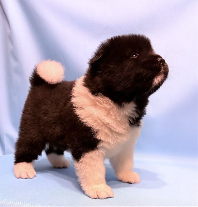 Akita Amerykańska piesek ZKwP /FCI