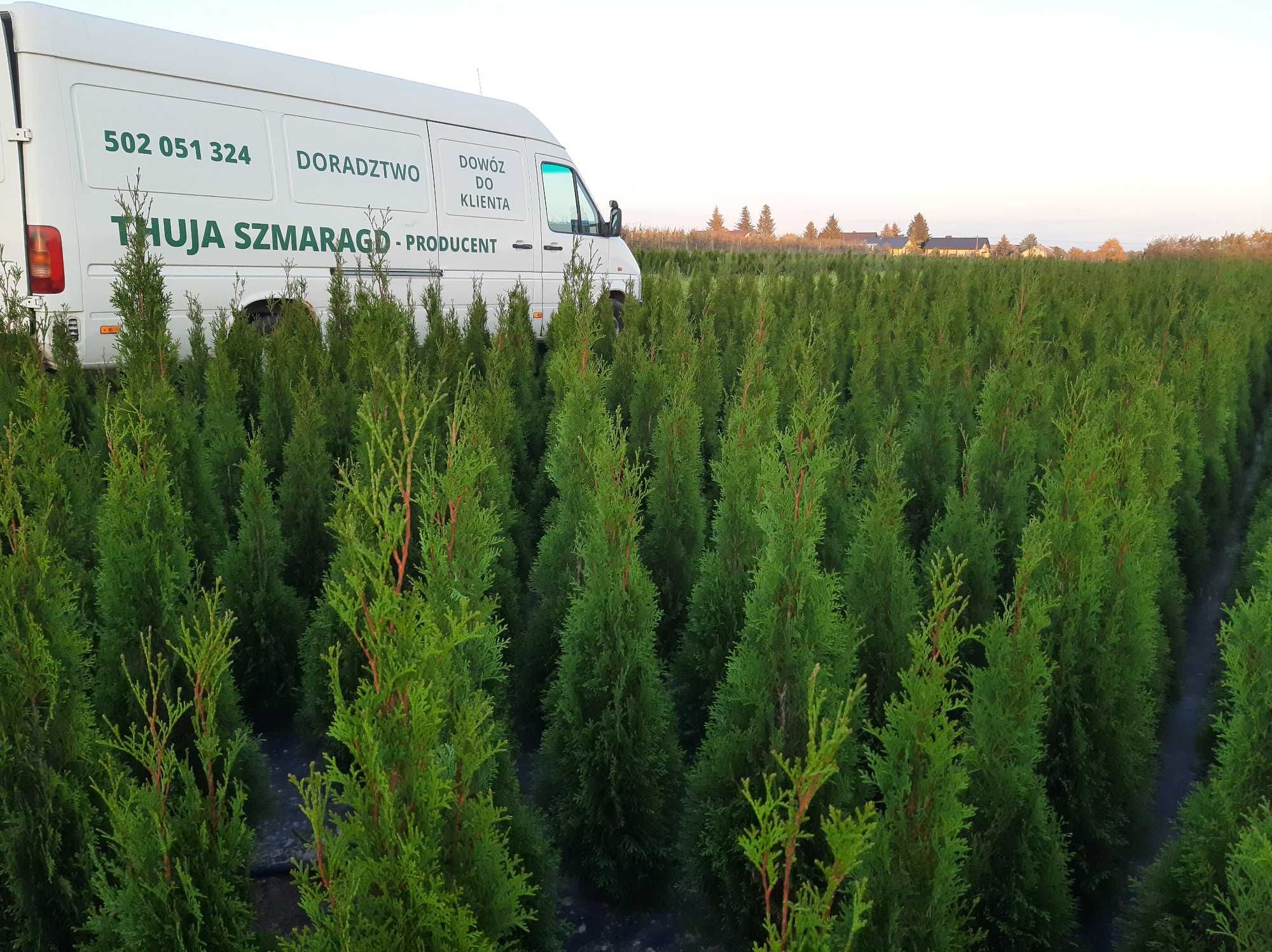 Thuja Tuja Szmaragd 130cm GAT 1, Bardzo gęste, Gwarancja, Dowóz