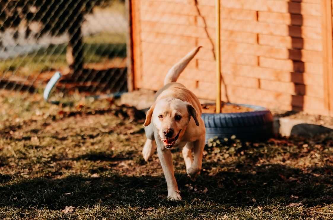 Pełen energii i radości Frodo w typie labradora szuka domu!!!