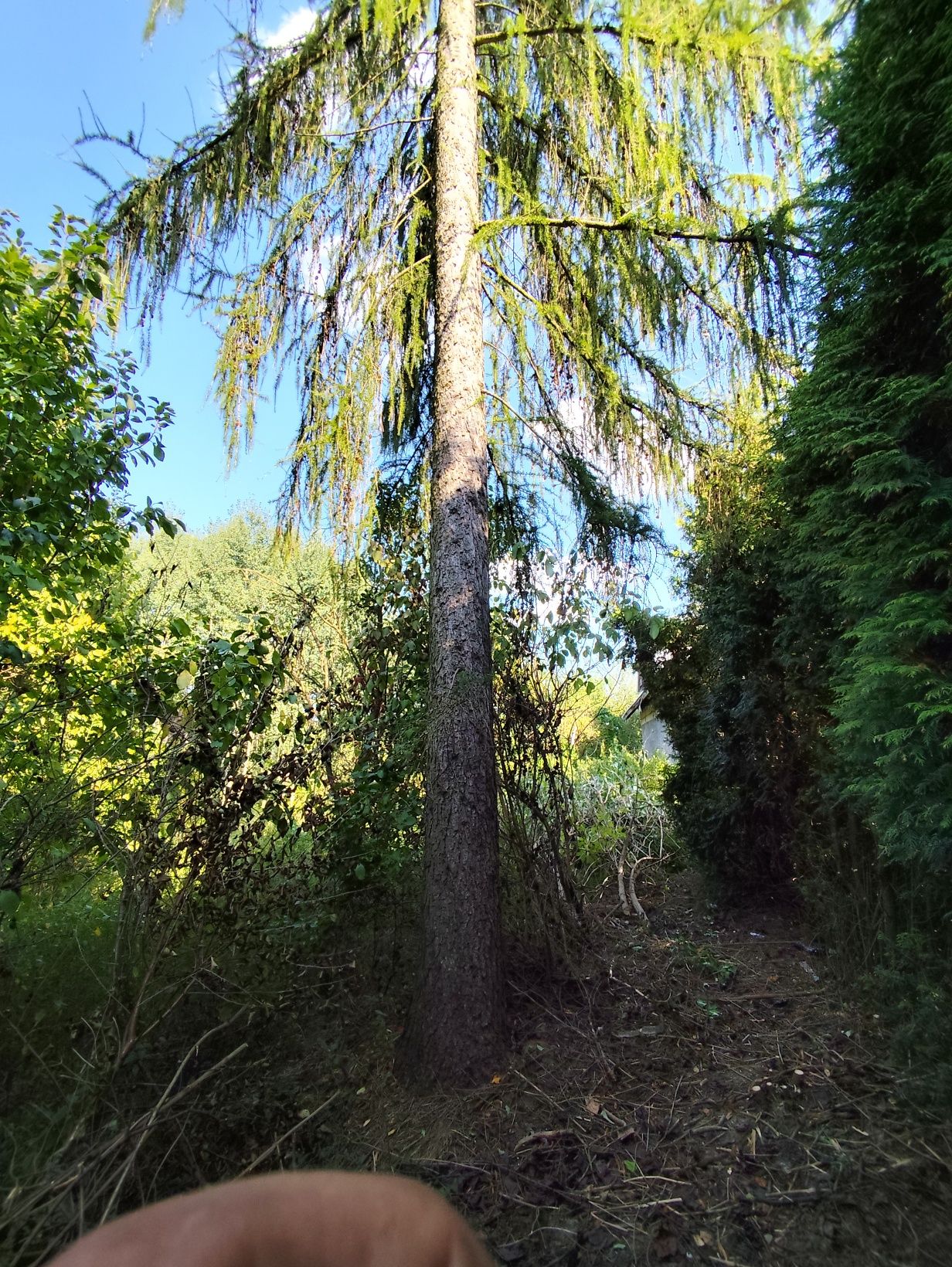 Sprzedam modrzewia