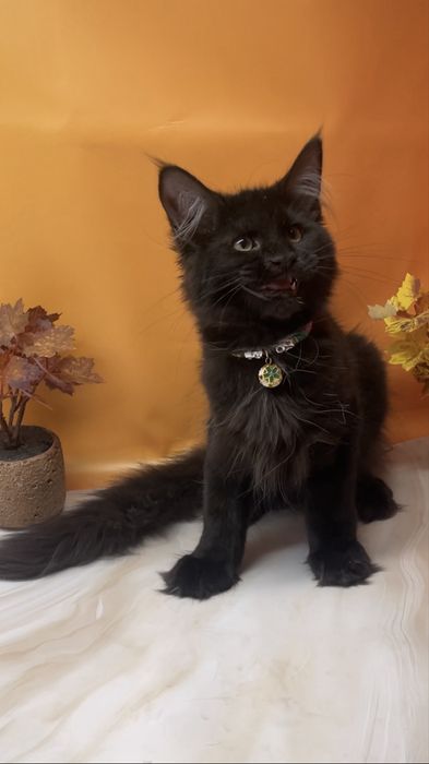 Шикарный котик в любимцы
