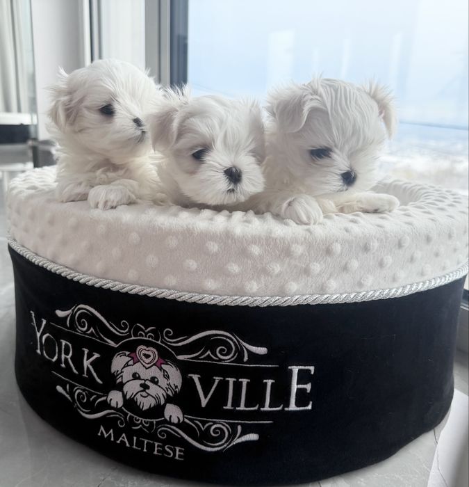 Maltanczyk fci zkwp Krakow cudo